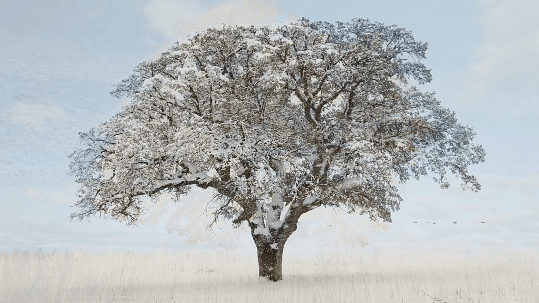 Vinterkledd eiketre med blå himmel i bakgrunnen. foto